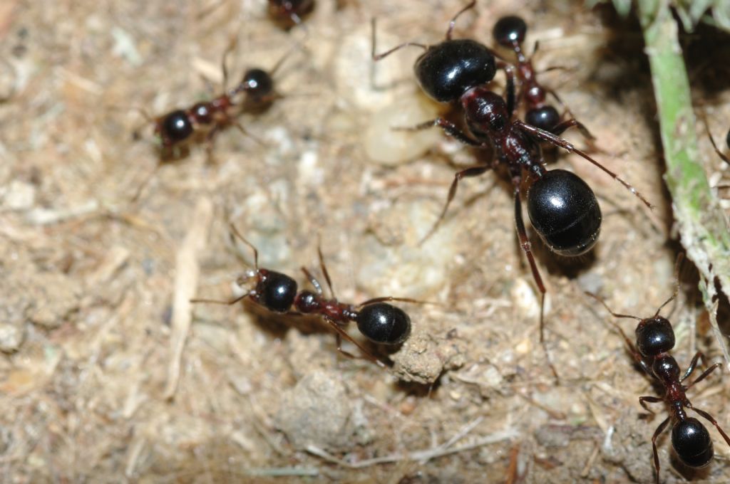 Messor wasmanni con lombrico secco